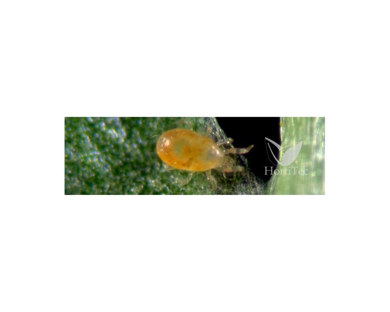 SPICAL-PLUS/100 SOBRES (NEOSEILUS CALIFORNICUS)