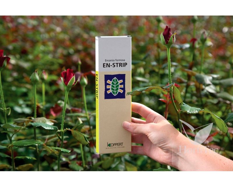 En-Strip 3000 (Encarsia Formosa) (Mosca Blanca)