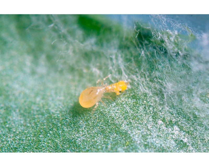 ULTI-MITE SWIRSKI®SOBRE (TRIPS, MOSCA BLANCA Y ARAÑA ROJA)
