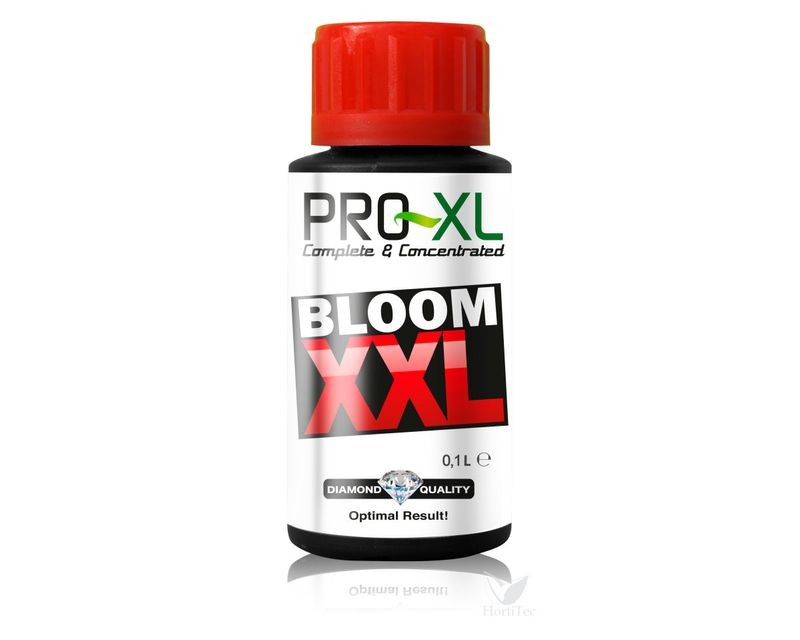 Bloom XXL