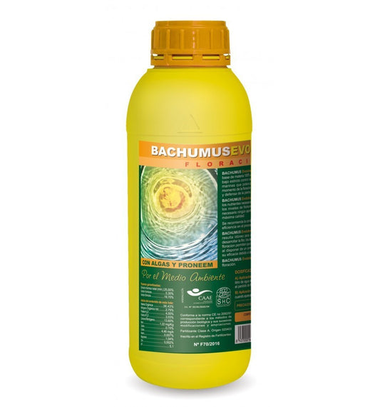 Bachumus Evolution Floración Trabe