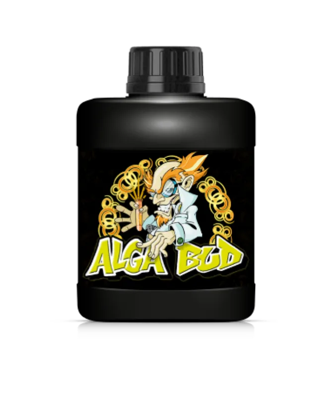 Alga bud