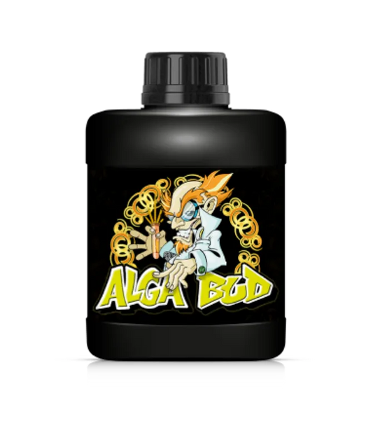 Alga bud