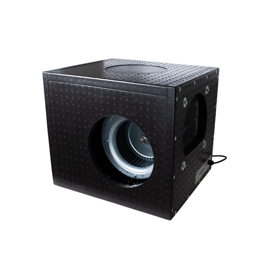 Dutch Masters Caja Foam
