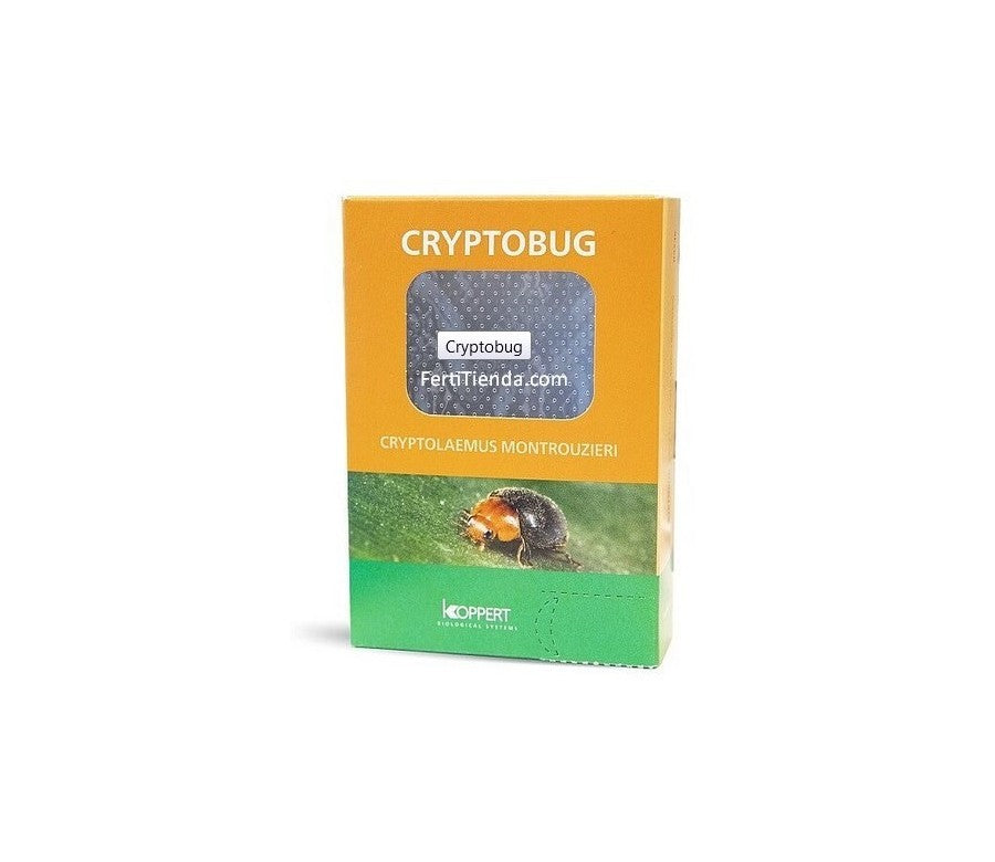 Cryptobug 500 Koppert