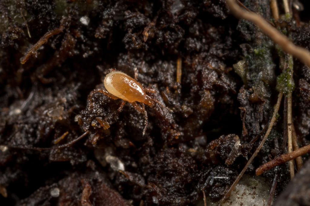 Macro-Mite 50.000 Koppert