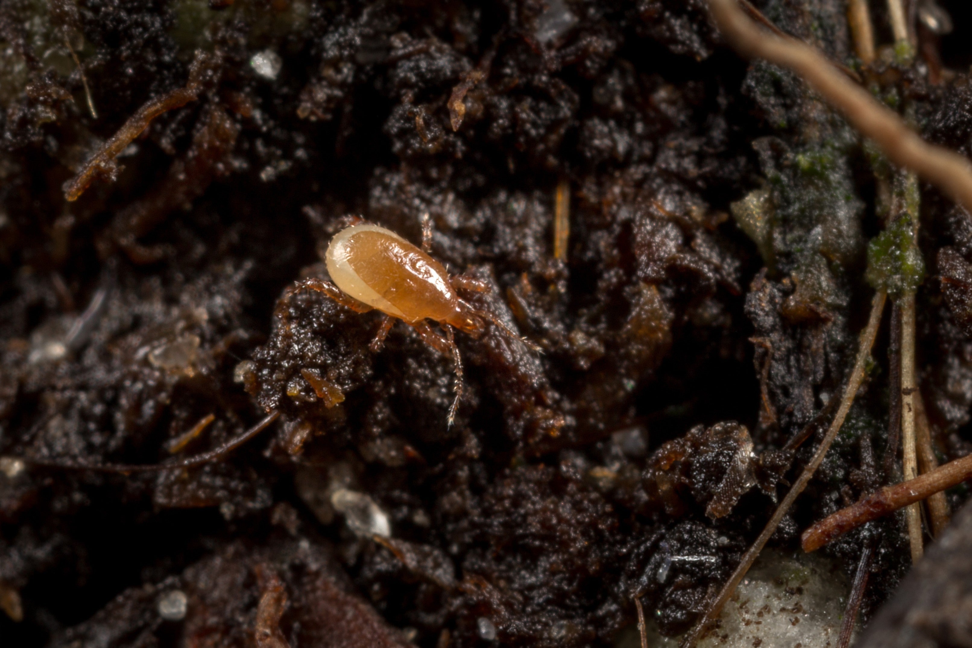 Macro-Mite 50.000 Koppert