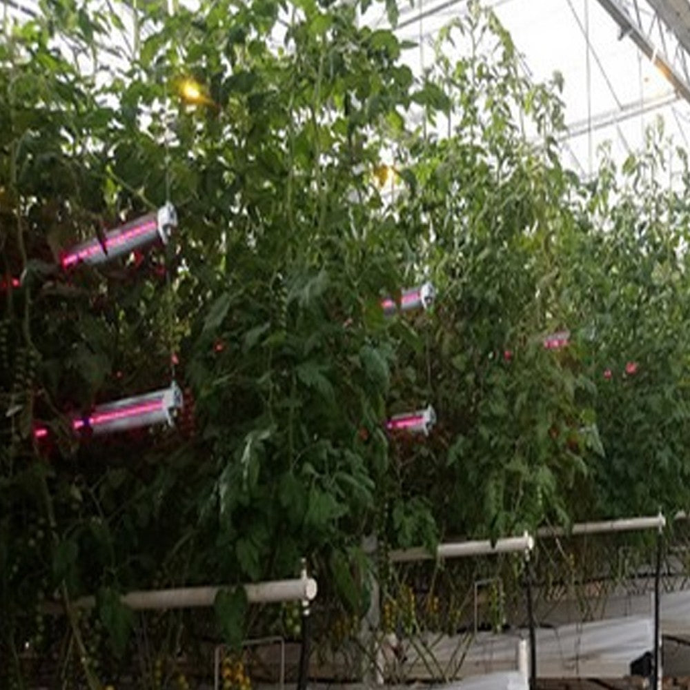 Inter Canopy LED Solux 120W