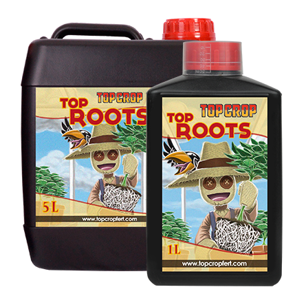 Top roots